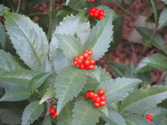 Sarcandra glabra