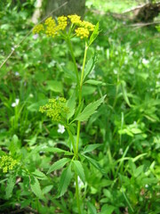 Zizia aurea