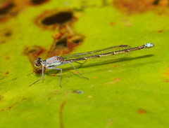 Austrocnemis splendida