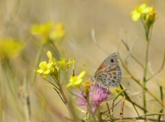 Argyrophorus argenteus