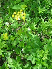 Zizia aurea