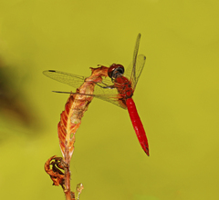 Aethriamanta nymphaeae