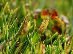 Oreobolus pectinatus
