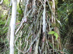 Lepismium cruciforme