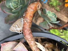 Theclinesthes onycha