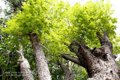 Metopium brownei