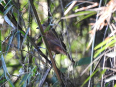 Coryphospingus cucullatus