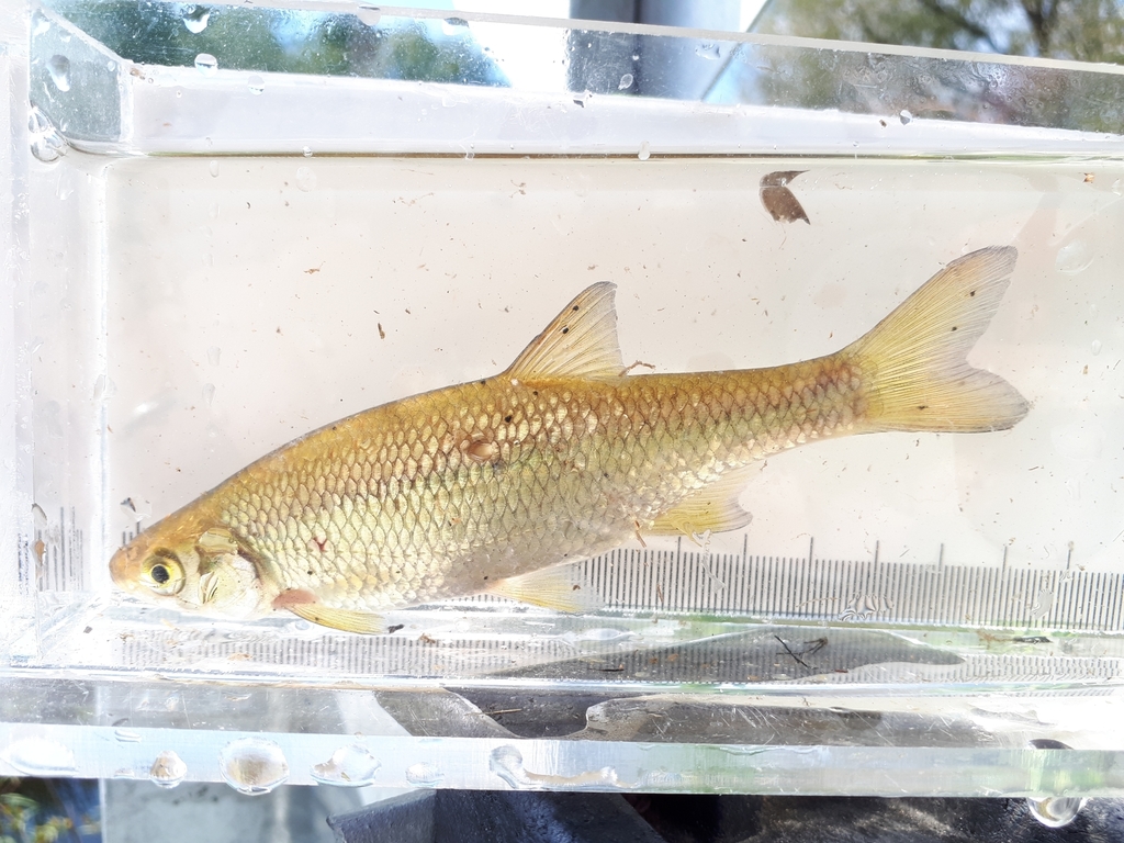 Golden Shiner (Fishes of the Buffalo River, Minnesota) · iNaturalist