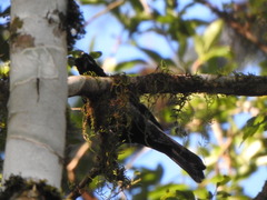 Coryphospingus cucullatus