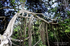 Ficus cotinifolia