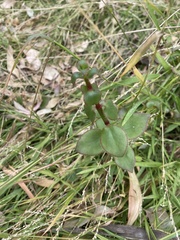 Crassula sarmentosa