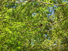 Gleditsia amorphoides