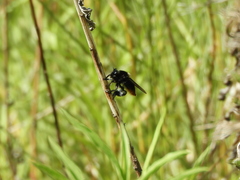 Mallophora ruficauda