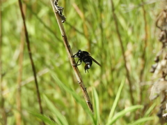 Mallophora ruficauda