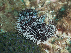 Tripneustes kermadecensis