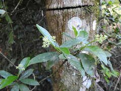 Psychotria carthagenensis