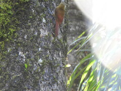 Sittasomus griseicapillus