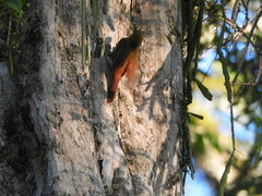 Sittasomus griseicapillus