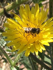 Copestylum marginatum