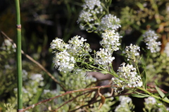 Lepidium fremontii