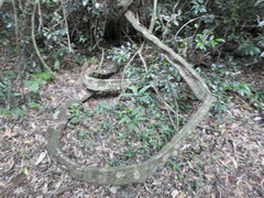 Schnella microstachya