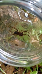 Uliodon