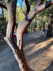 Arctostaphylos pringlei drupacea