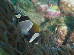 Amphiprion latezonatus