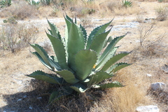 Agave salmiana