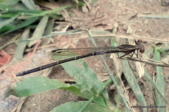 Zygoptera