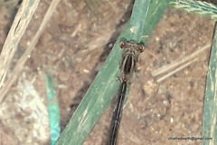 Zygoptera