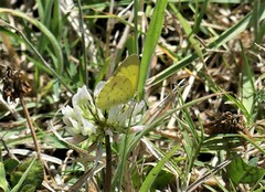 Eurema smilax