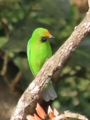 Chloropsis aurifrons