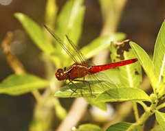 Rhodothemis lieftincki