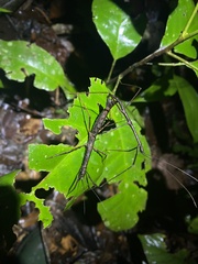 Libethra