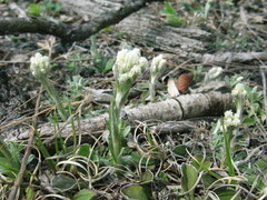 Antennaria neglecta