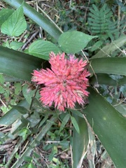 Aechmea distichantha