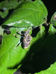 Trypanidius andicola