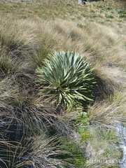 Aciphylla