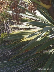 Aciphylla