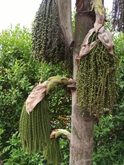 Caryota