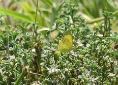 Eurema smilax