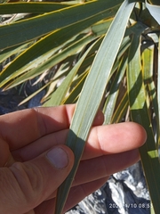 Aciphylla