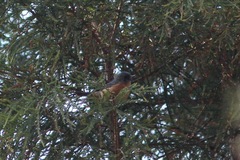 Diglossa baritula