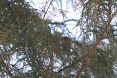 Diglossa baritula