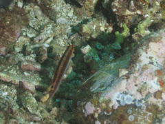 Suezichthys arquatus