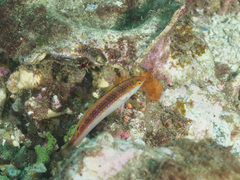 Suezichthys arquatus