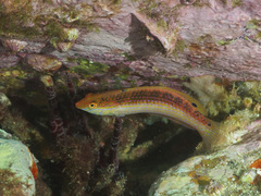 Suezichthys arquatus