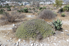 Ferocactus robustus