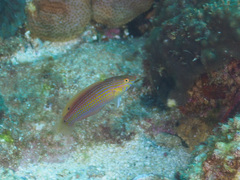 Suezichthys arquatus